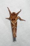 Triodia sylvina