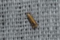 Coptotriche marginea