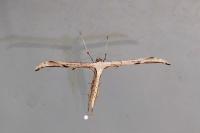 Emmelina monodactyla