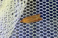 Lathronympha strigana