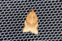 Paramesia gnomana