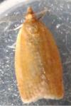 Clepsis consimilana