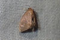 Heterogenea asella