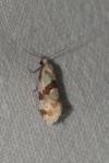 Aethes cnicana/rubigana