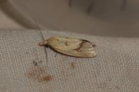 Agapeta hamana