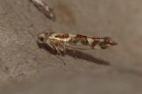 Argyresthia goedartella