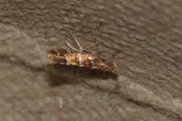 Cameraria ohridella