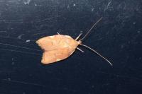 Carcina quercana