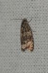 Celypha lacunana