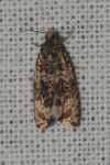Celypha lacunana