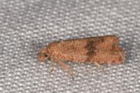 Celypha striana