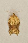 Acleris emargana