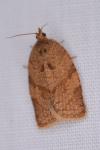Adoxophyes orana