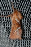 Triodia sylvina