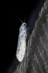 Yponomeuta