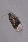 Apotomis betuletana