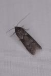 Blastobasis glandulella