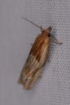 Eucosma