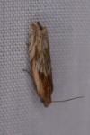 Eucosma