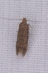 Bryotropha
