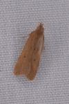 Helcystogramma lutatella