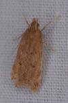 Helcystogramma lutatella