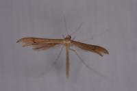 Stenoptilia