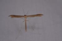 Stenoptilia