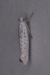 Yponomeuta evonymella