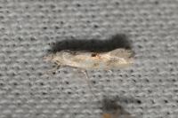 Elachista maculicerusella