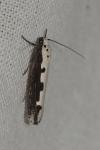 Ethmia bipunctella