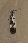 Ethmia quadrillella