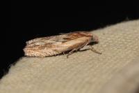 Eucosma gr. cana