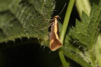 Harpella forficella