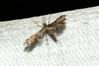Capperia fusca