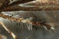 Capperia fusca