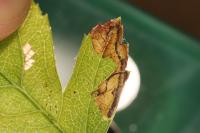 Stigmella hybnerella