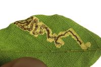 Stigmella hemargyrella