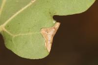 Phyllonorycter acerifoliella