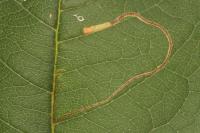Lyonetia clerkella