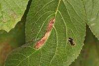 Phyllonorycter lantanella