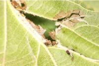 Phyllonorycter lantanella