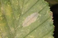 Phyllonorycter esperella