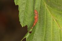 Phyllonorycter tenerella