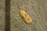 Agonopterix arenella