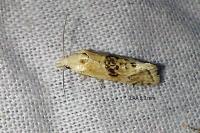Cochylimorpha straminea