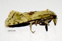Cochylimorpha straminea