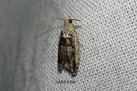 Epinotia ramella