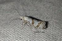 Scythropia crataegella