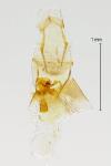 Scythropia crataegella
